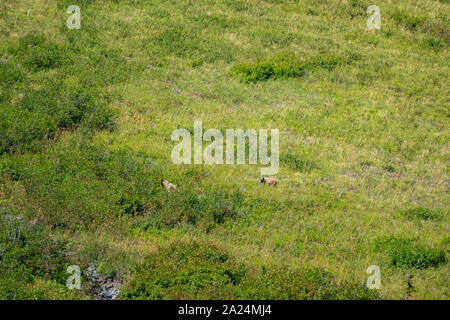 L'ours grizzli marchant dans le lac Josephine salon at Glacier National Park, Motana Banque D'Images