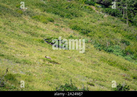 L'ours grizzli marchant dans le lac Josephine salon at Glacier National Park, Motana Banque D'Images