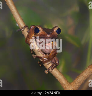 Borneo hibou grenouille (Polypedates otilophus) assis sur la branche d'arbre Banque D'Images