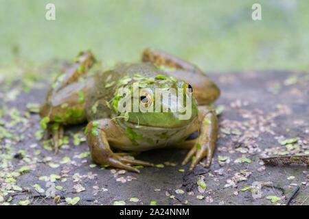 American Bullfrog couvertes de plantes Lemna, Close up, Iowa, États-Unis Banque D'Images