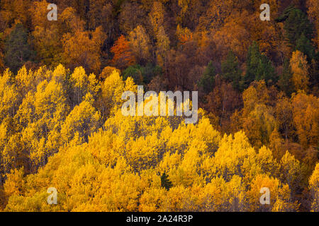 Automne feuillage couleur étonnante à Dombås dans Dovre kommune, Oppland fylke, la Norvège. Les arbres jaunes sont communs, aspen Populus tremula. Banque D'Images