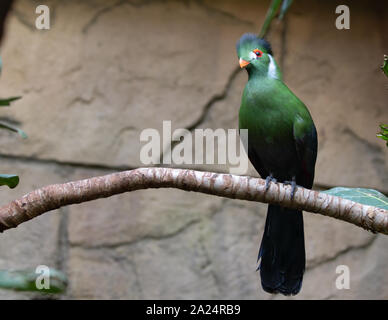 White-Cheeked Tauraco leucotis Portrait Oiseau Touraco Banque D'Images