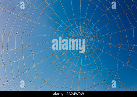 Le Spider Web close up. Ciel bleu backgorund Banque D'Images