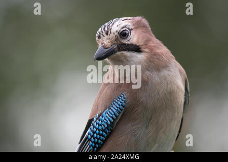 Un close up portrait demi-longueur d'un Jay. Banque D'Images