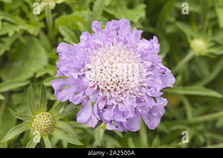 Scabious 'Blue Diamonds', Scabiosa Banque D'Images