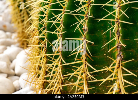 Cactus Vert macro sur pierres blanches Banque D'Images