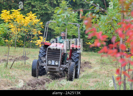 27 septembre 2019, le Brandebourg, Sauen : Udo Hoffmann, ingénieur forestier à la Fondation Août Bier, charrues rangées de plantes pour les jeunes plants de l'arbre (Corylus colurna), également connu sous le nom de Turkish Hazel, dans le jardin de la mère de peuplier. Le jardin de la mère de peuplier Bier Août Fondation est une zone d'environ huit hectares au milieu de la forêt. Ici Heinrich Bier, le fils d'August Bier, avait été cultiver les peupliers au cours de l'époque de la RDA. Le Sauen forest district, avec ses quelque 460 espèces d'arbustes et d'arbres, a une très longue et l'histoire traditionnelle, qui date d'avant Au Banque D'Images