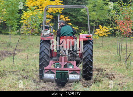 27 septembre 2019, le Brandebourg, Sauen : Udo Hoffmann, ingénieur forestier à la Fondation Août Bier, charrues rangées de plantes pour les jeunes plants de l'arbre (Corylus colurna), également connu sous le nom de Turkish Hazel, dans le jardin de la mère de peuplier. Le jardin de la mère de peuplier Bier Août Fondation est une zone d'environ huit hectares au milieu de la forêt. Ici Heinrich Bier, le fils d'August Bier, avait été cultiver les peupliers au cours de l'époque de la RDA. Le Sauen forest district, avec ses quelque 460 espèces d'arbustes et d'arbres, a une très longue et l'histoire traditionnelle, qui date d'avant Au Banque D'Images