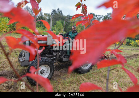 27 septembre 2019, le Brandebourg, Sauen : Udo Hoffmann, ingénieur forestier à la Fondation Août Bier, charrues rangées de plantes pour les jeunes plants de l'arbre (Corylus colurna), également connu sous le nom de Turkish Hazel, dans le jardin de la mère de peuplier. Le jardin de la mère de peuplier Bier Août Fondation est une zone d'environ huit hectares au milieu de la forêt. Ici Heinrich Bier, le fils d'August Bier, avait été cultiver les peupliers au cours de l'époque de la RDA. Le Sauen forest district, avec ses quelque 460 espèces d'arbustes et d'arbres, a une très longue et l'histoire traditionnelle, qui date d'avant Au Banque D'Images