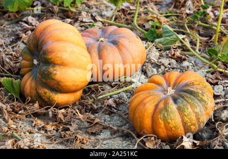 Conte de citrouilles dans un champ près de Ménerbes, France Banque D'Images