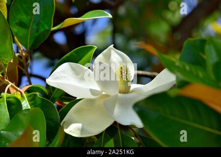 Le sud de MAGNOLIA Flower,Palais Achilleion,Gastouri,l'île de Corfou, îles Ioniennes, Grèce Banque D'Images