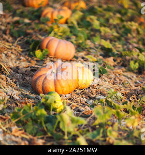 Conte de citrouilles dans un champn en Provence, France Banque D'Images