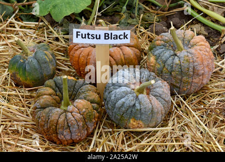 Futsu Black, un Speisekuerbis Gartenfrucht schoene und eine attraktive. Futsu Black, est une citrouille comestibles et un beau beau jardin de fruits. Banque D'Images