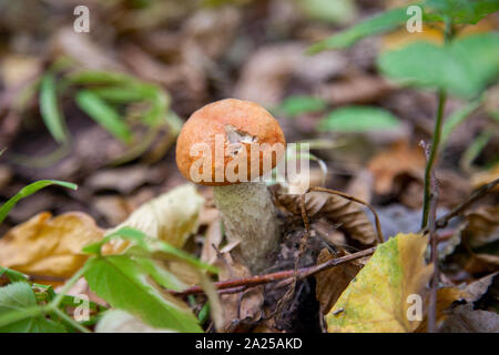 Capuchon orange bolet. Forêt de cultures de champignons comestibles. Un jeune boletus pousse dans la forêt de trembles, un champignon avec un bonnet rouge et un pied blanc chez les th Banque D'Images