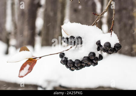 Aronia est recouverte d'une première avec la neige en milieu rural sur le fond de la vieille barrière en bois close-up Banque D'Images