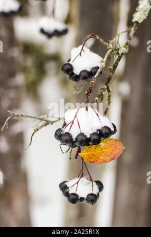 Aronia est recouverte d'une première avec la neige en milieu rural sur le fond de la vieille barrière en bois close-up Banque D'Images