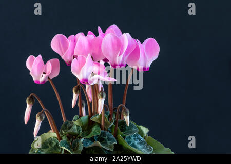 Gros plan d'un Cyclamen rose en pot sur fond sombre Banque D'Images