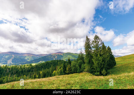 Forêt de sapins sur la colline herbeuse en montagnes. borzhava Mountain Ridge au loin sous un ciel nuageux. septembre merveilleuse météo à carpathian Banque D'Images