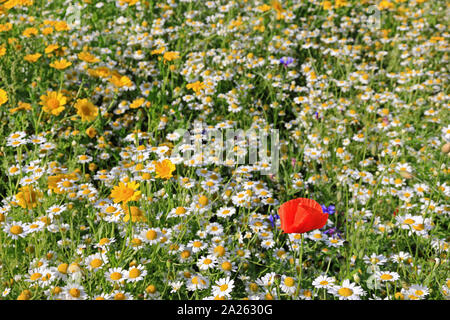 Route wild flower meadow Banque D'Images