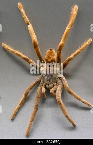 Wolf spider, un membre de la famille des Lycosidae. Un chasseur agile et robuste avec une excellente vue. Ils vivent surtout dans la solitude et chasser seul, et ne tournent pas. Certains sont des chasseurs opportunistes comme proies pouncing sur ils le trouvent ou même le chasser sur de courtes distances. Attendre que certaines proies passant dans ou près de la bouche d'un terrier. Banque D'Images