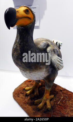 Le dodo (Raphus cucullatus), une espèce d'oiseau qui est endémique à l'île Maurice, à l'Est de Madagascar dans l'Océan Indien. Afficher les restes subfossiles dodo était d'environ 1 mètre (3 pi 3 po) de hauteur et pourraient peser 10,6 et 17,5 kg (23 à 39 lb) à l'état sauvage. L'apparence du dodo dans la vie est attestée que par des dessins, des peintures, et des rapports écrits du 17ème siècle. La première mention du dodo a été par des marins hollandais en 1598. La dernière observation largement accepté d'un dodo a été en 1662. Banque D'Images