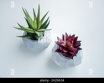 Pot en béton. Vue de dessus de vert et rouge les plantes succulentes en béton géométrique moderne jardinières isolé sur fond blanc. Banque D'Images