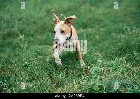 American Staffordshire Terrier petit mignon chiot jouer à l'extérieur dans l'herbe verte Banque D'Images