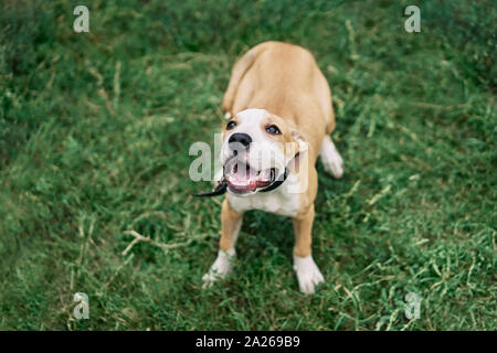 Mignon petit American Staffordshire Terrier puppy sitting outdoors in Green grass Banque D'Images