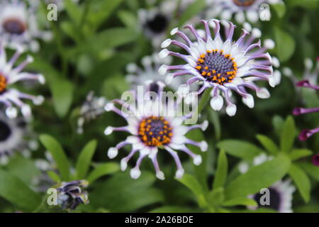 Mauve et blanc marguerites africaines dans le calice Banque D'Images