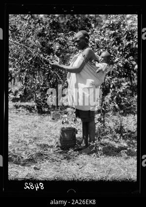 Dans les plantations de la colonie du Kenya. Native Woman picking café avec bébé au dos Banque D'Images