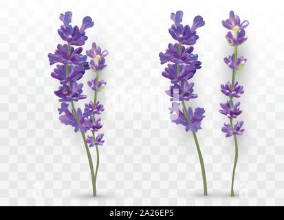 3D réaliste lavender isolé sur fond transparent. Belles fleurs violettes. Bouquet parfumé de lavande. Fleurs fraîches coupées. Vector illustration Illustration de Vecteur