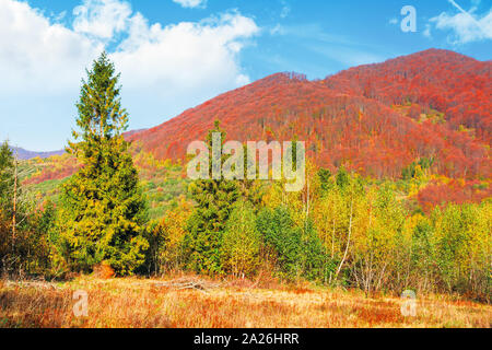 Forêt de bouleaux et de l'épinette sur le pré en montagnes. beau paysage d'automne des Carpates. arbres dans le feuillage rougeâtre sur la crête de lointain sous Banque D'Images