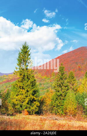 Forêt de bouleaux et de l'épinette sur le pré en montagnes. beau paysage d'automne des Carpates. arbres dans le feuillage rougeâtre sur la crête de lointain sous Banque D'Images