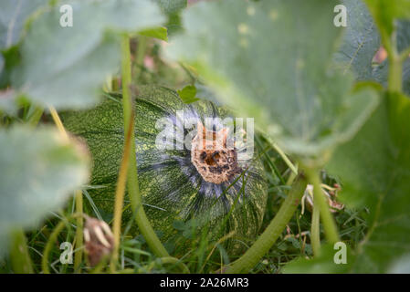 Grand bar d'accueil vert citrouille biologiques cultivés dans le potager de plus en plus libre. Banque D'Images