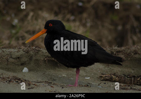 Un Petit Oiseau Noir Avec Bec Orange Est Assis Sur Une