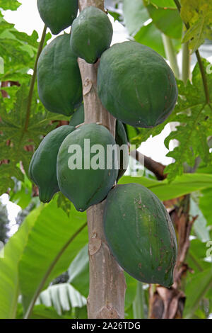 Papaye sur arbre en plantation, 'Carica papaya', ferme d'épices, l'île de Unguja, à Zanzibar, Tanzanie. Banque D'Images