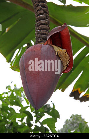 Bananier fleur sur arbre en plantation, Spice farm, l'île d'Unguja, à Zanzibar, Tanzanie. Banque D'Images