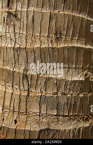 L'écorce du tronc de l'arbre Cocotier Cocos nucifera ; close-up détaillé, ferme d'épices, Zanzibar, l'île de Unguja, Tanzanie. Banque D'Images