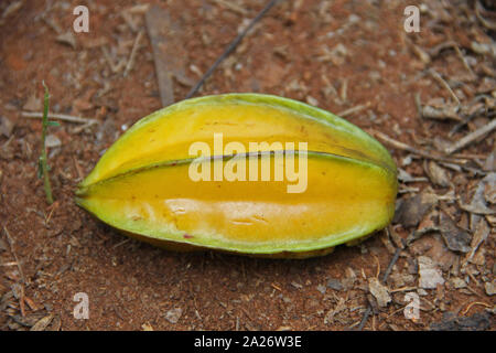 Caramboles ou carambole à côté d'un salk, sur sol sec, Close-up, Spice farm ; Zanzibar. L'île de Unguja, Tanzanie. Banque D'Images