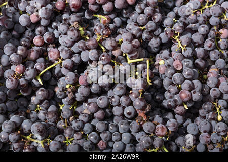 Les raisins rouges frais arrière-plan. Toile de Grapevine Banque D'Images