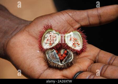 Mûr et durcie à sec Achiotes aka lipstick tree fruits, (Bixa orellana), épice ferme, Zanzibar, Tanzanie. Banque D'Images