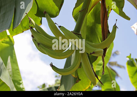 Les bananes non affinés vert growing on tree farm, d'épices, Zanzibar, l'île de Unguja, Tanzanie. Banque D'Images