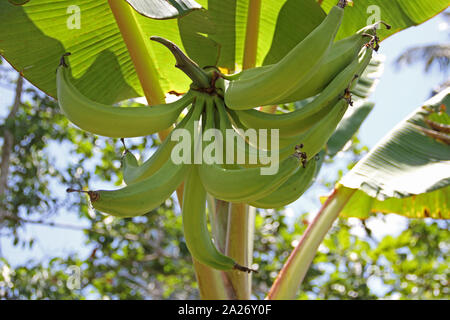 Les bananes non affinés vert growing on tree farm, d'épices, Zanzibar, l'île de Unguja, Tanzanie. Banque D'Images