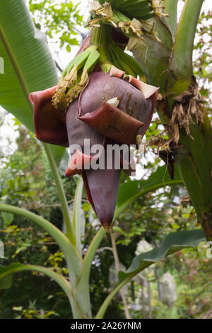 Banane sauvage nom latin Musa acuminata montrant la grande inflorescence ou capitule. C'est aussi la plus grande plante herbacée Banque D'Images