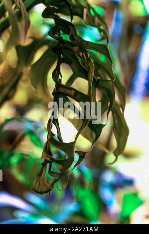 Jeune feuillage coloré vert de monstera plante, plantes exotiques tropicales. Modèle naturel, clair fond exotiques Banque D'Images