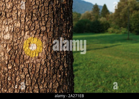 Point jaune marquage pour le chemin de randonnée sur tronc d'arbre dans les parcs naturels Banque D'Images