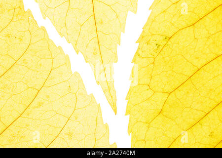 Feuilles jaunes sur fond blanc. Veines de la feuille d'automne close-up Banque D'Images