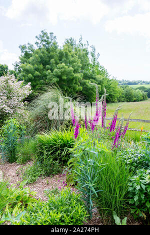 Épis de fleurs colorées foxglove Digitalis (sp) dans le jardin d'herbes à Burrow Farm Gardens, près de Axminster, Devon, England, UK Banque D'Images