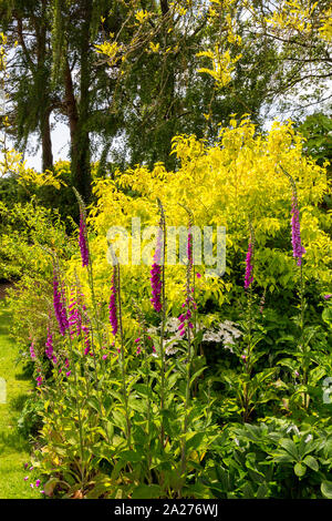 Les flèches colorées de pourpre fleurs digitales (Digitalis sp) se détachent sur le feuillage jaune à Burrow Farm Gardens, près de Axminster, Devon, Angleterre, Royaume-Uni Banque D'Images