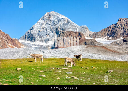 Ortler célèbre montagne avec une roche appelée Koenigsspitze au Tyrol du Sud, Italie. Vaches qui paissent dans l'avant-plan. Banque D'Images